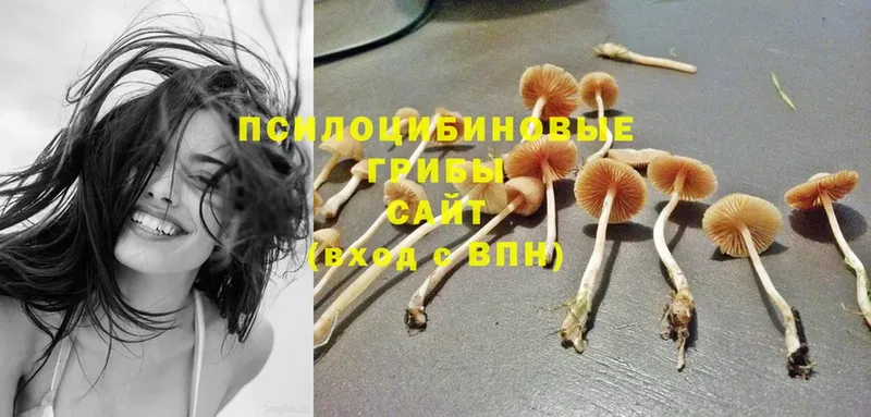 Галлюциногенные грибы GOLDEN TEACHER  где можно купить   Высоцк 